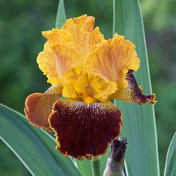Iris germanica Michigan Pride - Giaggiolo paonazzo