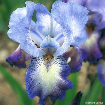 Iris germanica Mistigri - Giaggiolo paonazzo