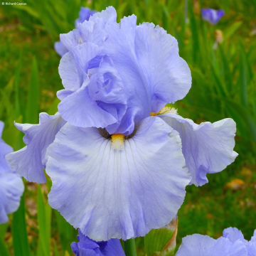 Iris germanica On En Rêve - Giaggiolo paonazzo