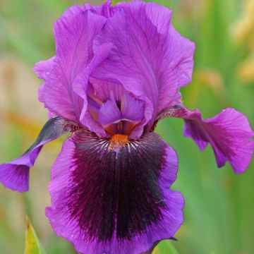 Iris germanica Pagan Dance - Giaggiolo paonazzo