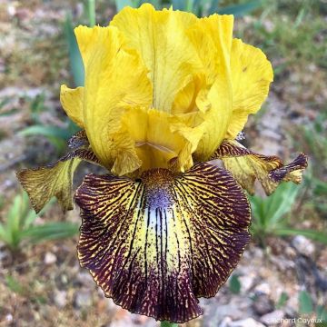 Iris germanica Petit Tigre - Giaggiolo paonazzo