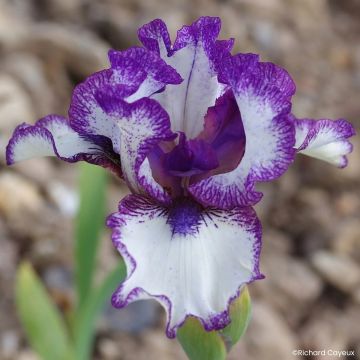 Iris germanica Point à la Ligne - Giaggiolo paonazzo