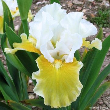 Iris germanica Protocol - Giaggiolo paonazzo