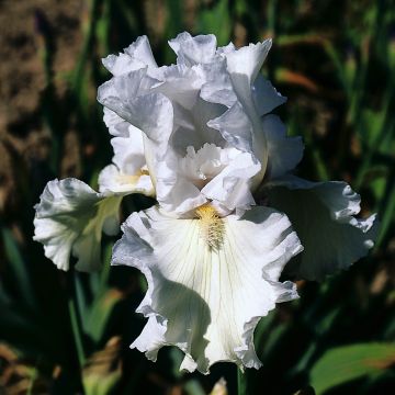 Iris germanica Ré la Blanche - Giaggiolo paonazzo