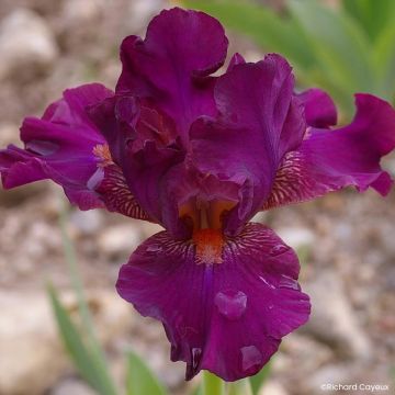 Iris germanica Revved Up Rose - Giaggiolo paonazzo