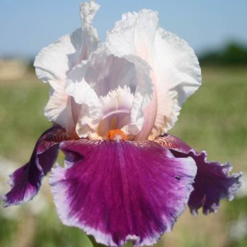 Iris germanica Ringo - Giaggiolo paonazzo
