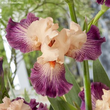 Iris germanica Rose de Perse - Giaggiolo paonazzo