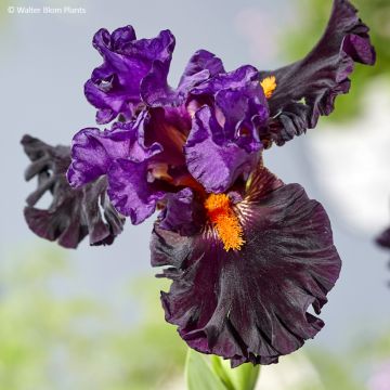 Iris germanica Sharp Dressed Man - Giaggiolo paonazzo