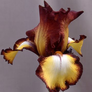 Iris germanica Showcase - Giaggiolo paonazzo