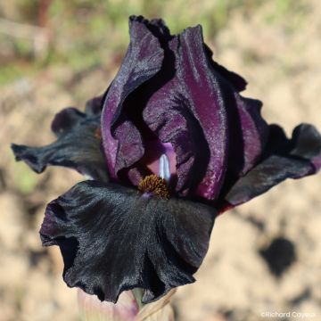 Iris germanica Sinister Desire - Giaggiolo paonazzo