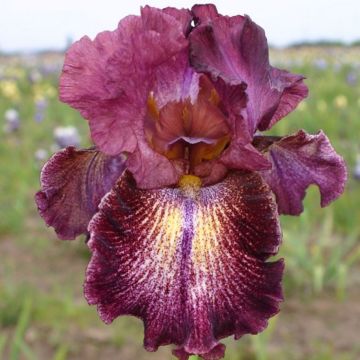 Iris germanica Sirop de Framboise - Giaggiolo paonazzo