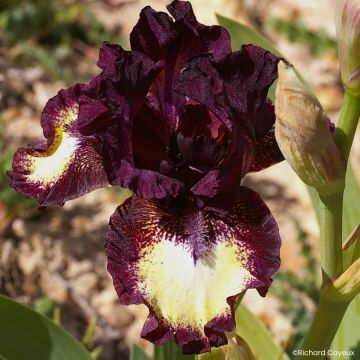 Iris germanica Spectator - Giaggiolo paonazzo