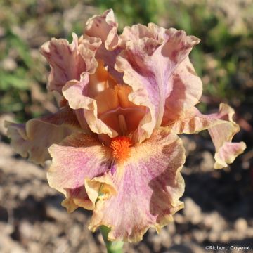 Iris germanica Synergy - Giaggiolo paonazzo