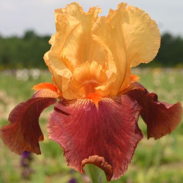 Iris germanica Torero - Giaggiolo paonazzo