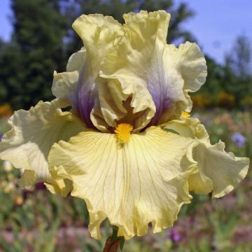 Iris germanica Trade Secret - Giaggiolo paonazzo