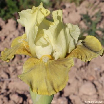Iris germanica Verdissant - Giaggiolo paonazzo
