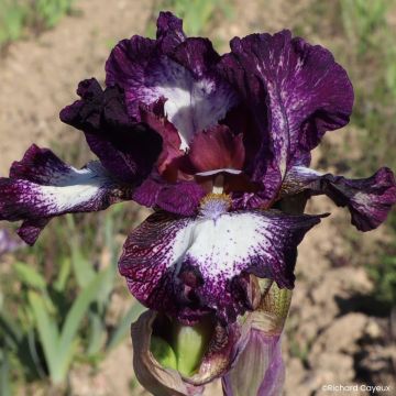 Iris germanica Vitrail - Giaggiolo paonazzo