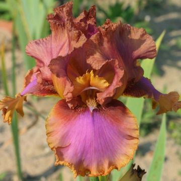 Iris germanica Wild Frontier - Giaggiolo paonazzo