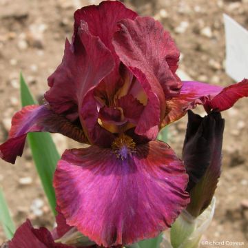 Iris germanica Wrangler - Giaggiolo paonazzo