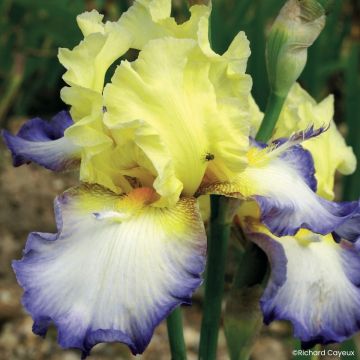 Iris germanica Échassier - Giaggiolo paonazzo