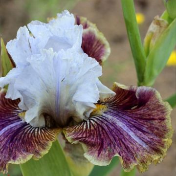 Iris germanica Coloration Végétale - Giaggiolo paonazzo