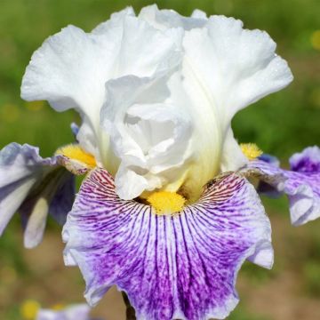 Iris germanica Palette De Peintre - Giaggiolo paonazzo