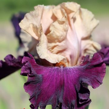 Iris germanica Sacrée Gralée - Giaggiolo paonazzo
