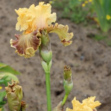 Iris germanica Vieilles Vignes - Giaggiolo paonazzo