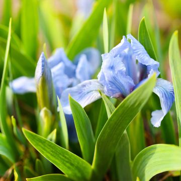 Iris pumila Azurea - Giaggiolo
