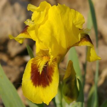 Iris pumila Curio - Giaggiolo