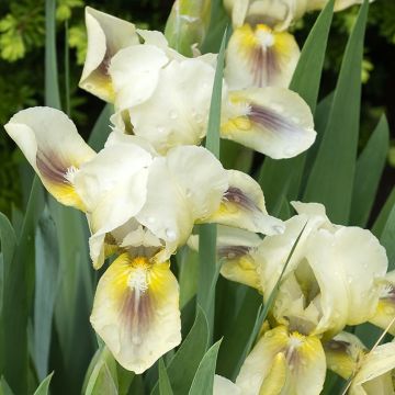Iris pumila Green Spot - Giaggiolo