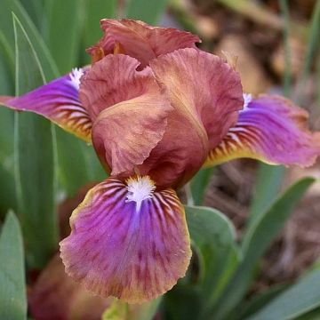 Iris pumila Wee Harry - Giaggiolo