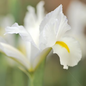 Iris reticulata Louise - Giaggiolo