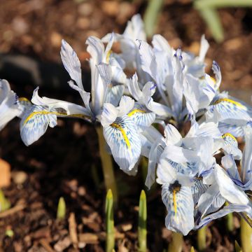 Iris reticulata Polar Ice - Giaggiolo