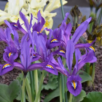 Iris reticulata Scent Sational - Giaggiolo