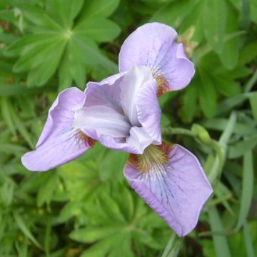 Iris sibirica Rikugi Sakura - Giaggiolo siberiano