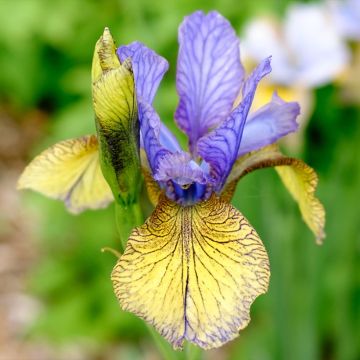 Iris sibirica Tipped in Blue - Giaggiolo siberiano