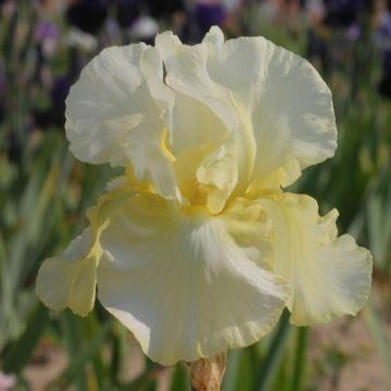 Iris germanica Total Recall - Giaggiolo paonazzo