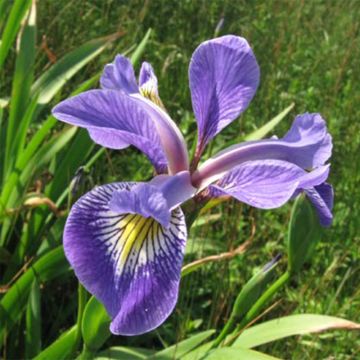 Iris versicolor Variegata - Giaggiolo