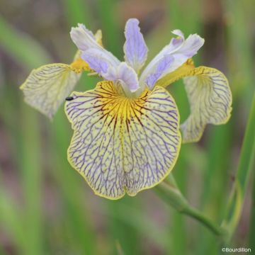 Iris Ally Oops - Giaggiolo acquatico