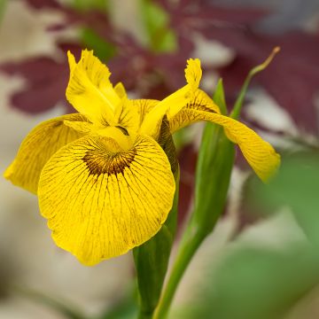 Iris Berlin Tiger - IGiaggiolo acquatico