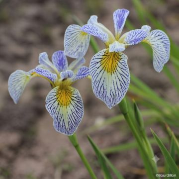 Iris Roy's Repeater - Giaggiolo acquatico
