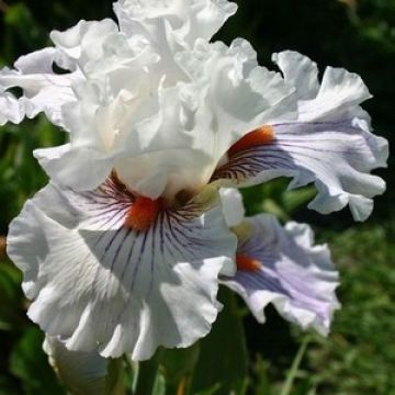 Iris germanica Hysteria - Giaggiolo paonazzo