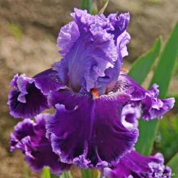 Iris germanica Louisa's Song - Giaggiolo paonazzo