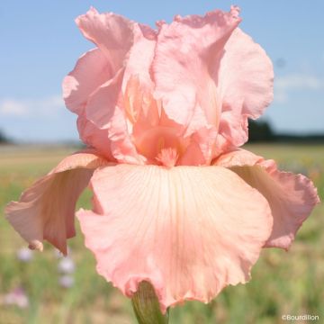 Iris germanica Magical Encounter - Giaggiolo paonazzo