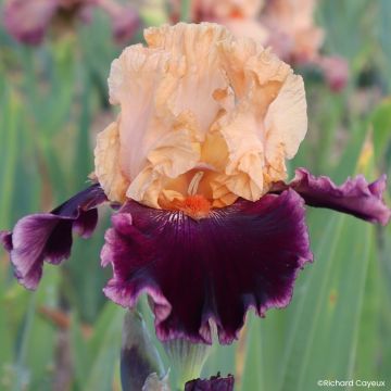 Iris germanica Nuance Royale - Giaggiolo paonazzo