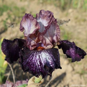 Iris germanica Nuit Galactique - Giaggiolo paonazzo