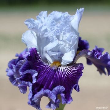 Iris germanica Polar Shift - Giaggiolo paonazzo