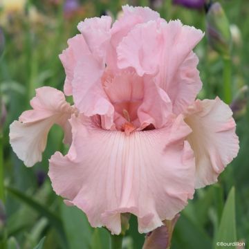 Iris germanica Star Appeal - Giaggiolo paonazzo