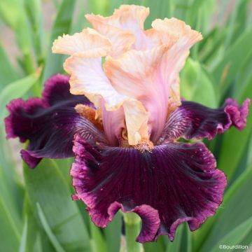 Iris germanica Vanilla Berry - Giaggiolo paonazzo